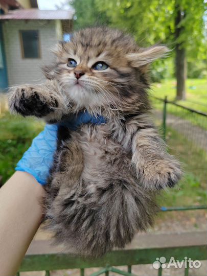 Отдам котят в добрые руки
