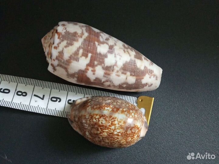 Раковины моллюсков