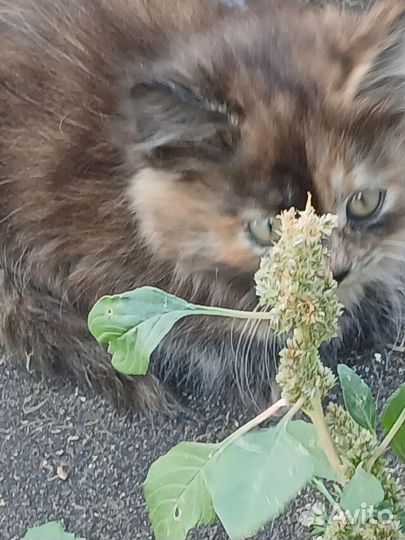 Котята в добрые руки 2 месяца