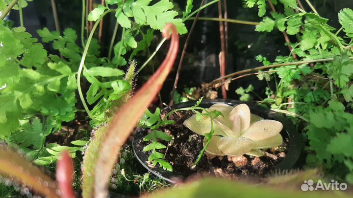 Флорариум с хищными растениями