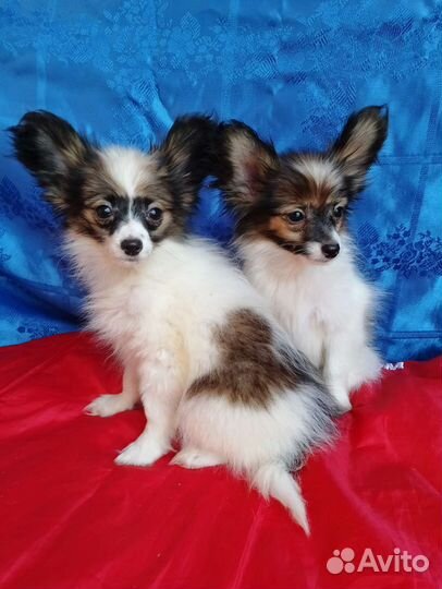 Щенки папийона (мальчики)