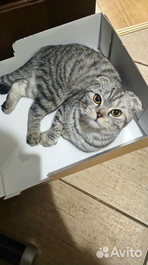 Шотландская вислоухая кошка вязка