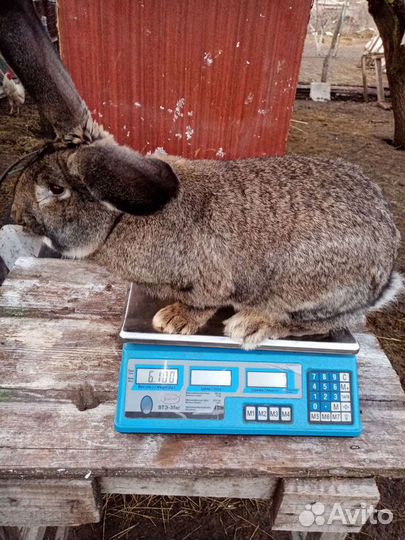 Кролики породы фландр