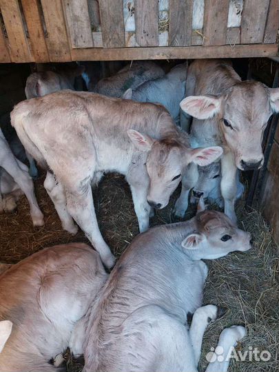 Телята бычки