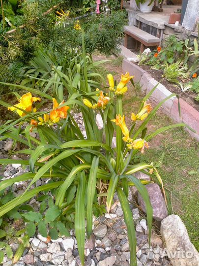 Туя, лилейник