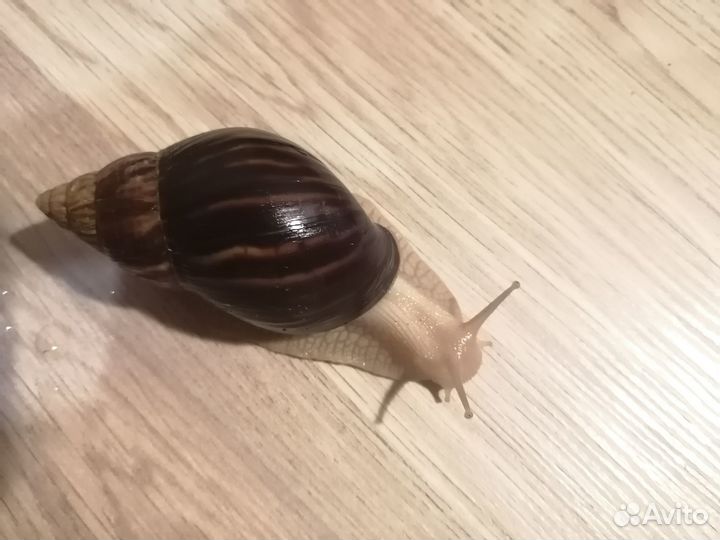 Улитки Ахатины малыши