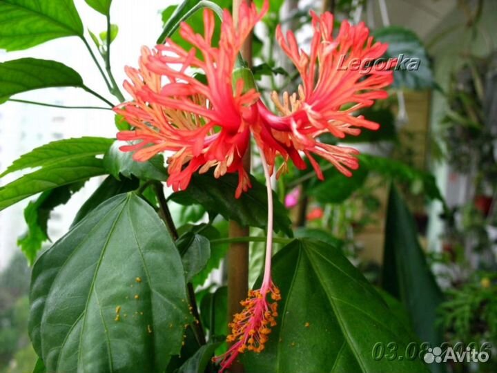 Продаю комнатные цветы