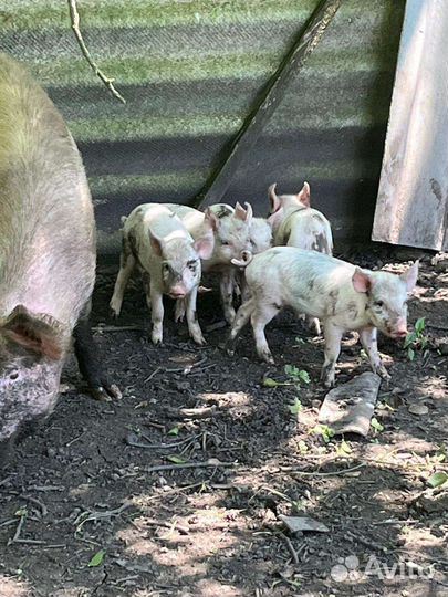 Свиньи поросята