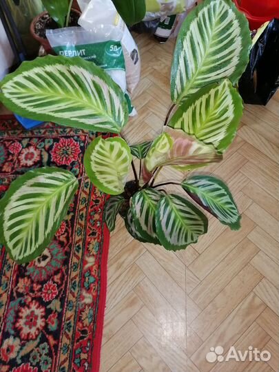 Калатея павлин