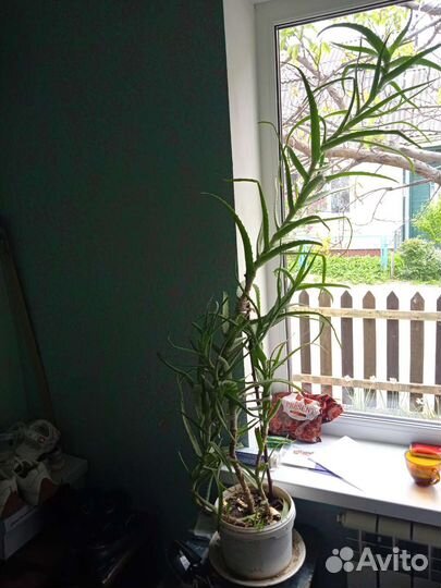 Алоэ столетник лечебный