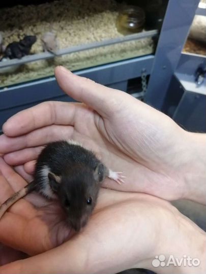 Крысы декоративные