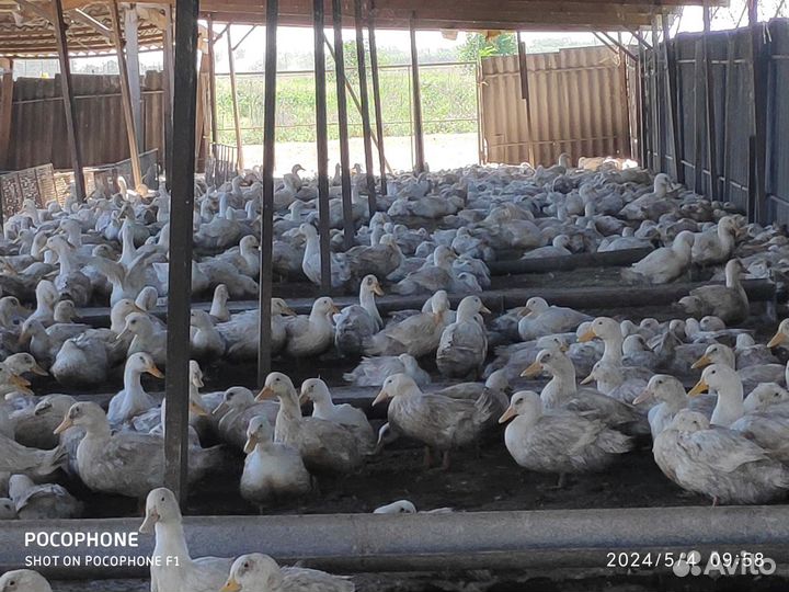 Утки живым весом