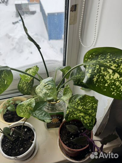 Цветы разные