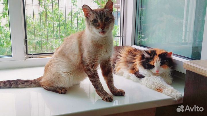 Передержка собак и кошек. Выгул собак. Зооняня