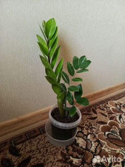 Замиокулькас