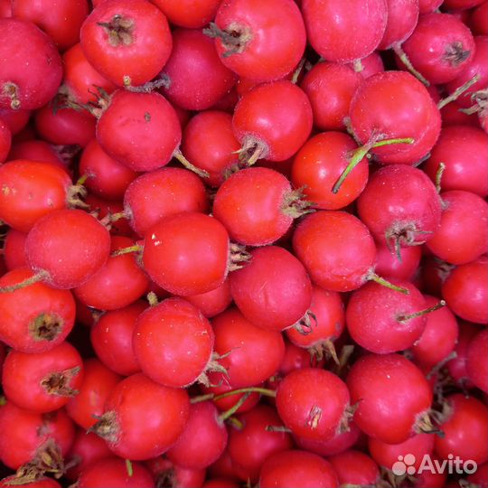 Боярышник плоды