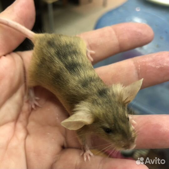 Мышки сатиновые, домовые, далматинцы