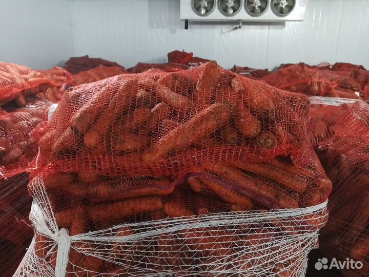 Морковь оптом