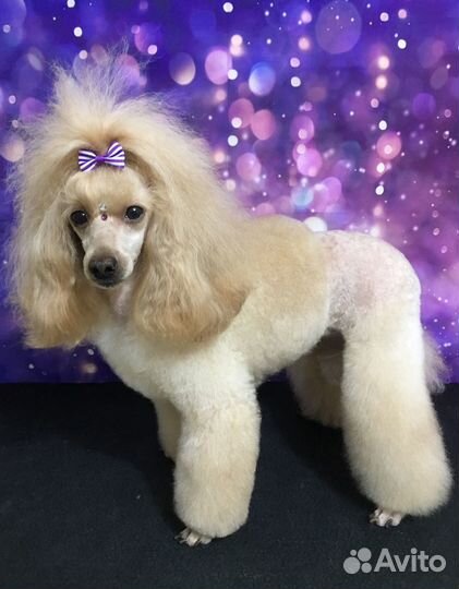 Стрижка собак и кошек