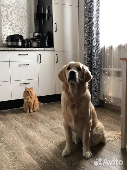 Передержка собак в частном доме