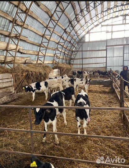 Телята бычки