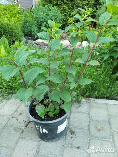 Гортензия саженцы