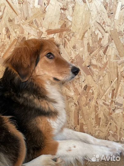 Собаки из приюта Некрасовка