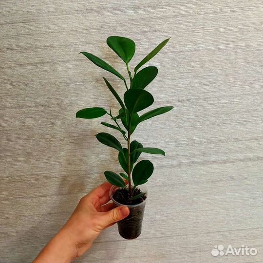 Фикус Мокламе