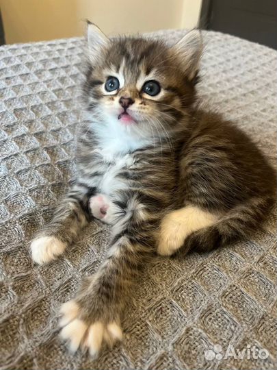 Котенок в дар бесплатно