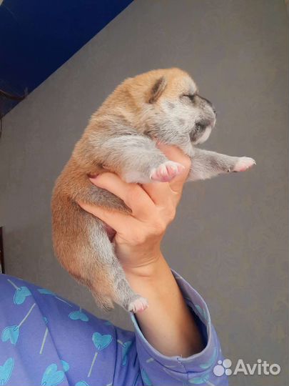 Сиба ину Шиба