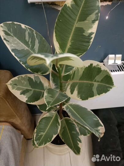 Фикус тинеке