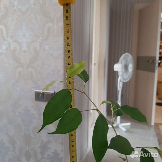 Фикус 6 стволов 95 см