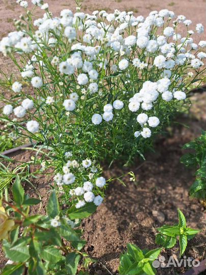 Тысячилистник Птирмтка или Жемчужница