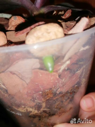 Детка орхидеи Пандора