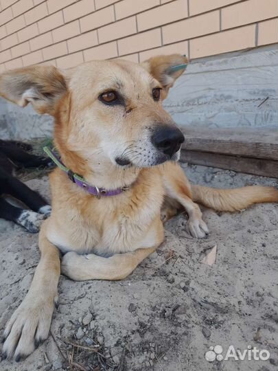 Собаки бесплатно