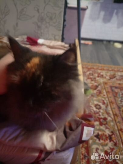 Отдам котенка девочку в добрые руки