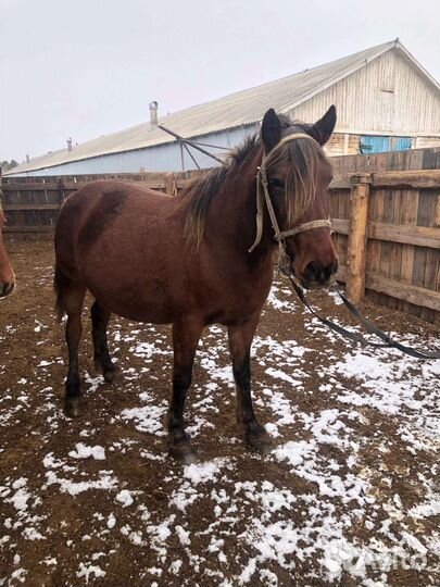 Продам лошадь