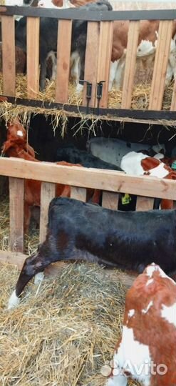 Телята. Доставка