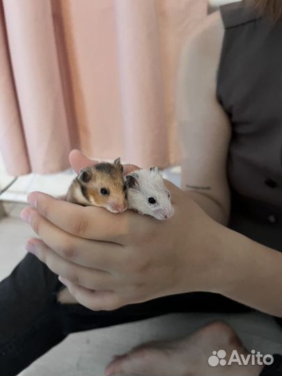 Сирийские хомячки