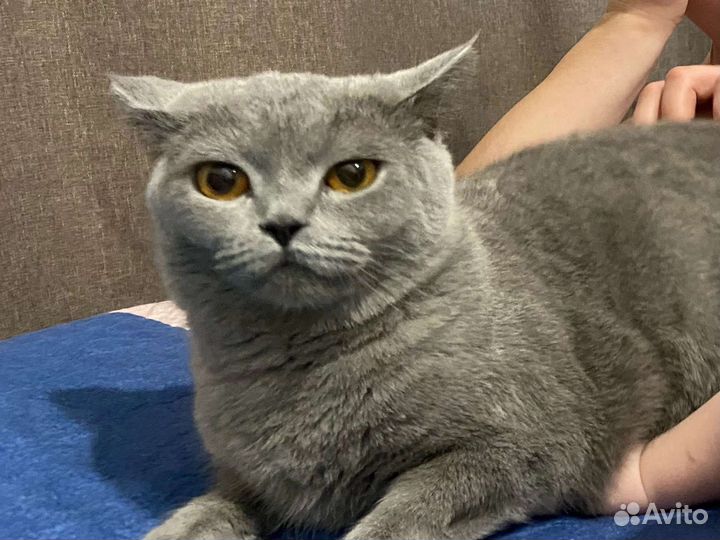Шотландская