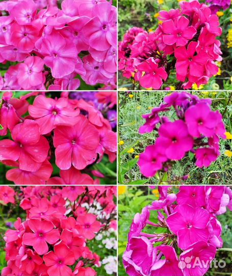 Многолетние растения для сада