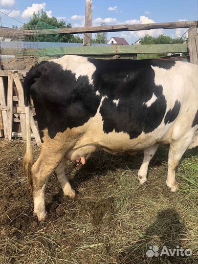 Продаю корову первотелку