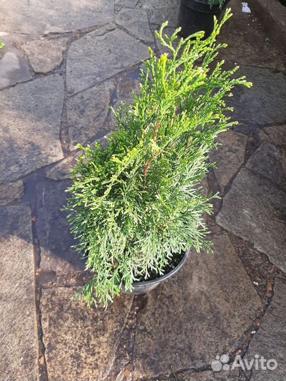 Туя смарагд