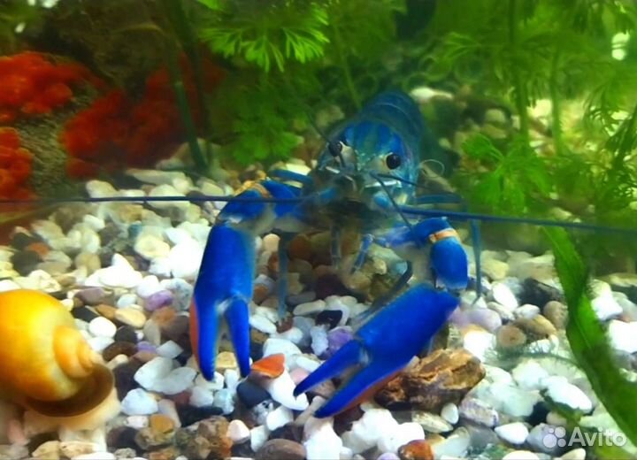 Голубой австралийский рак Ябби 