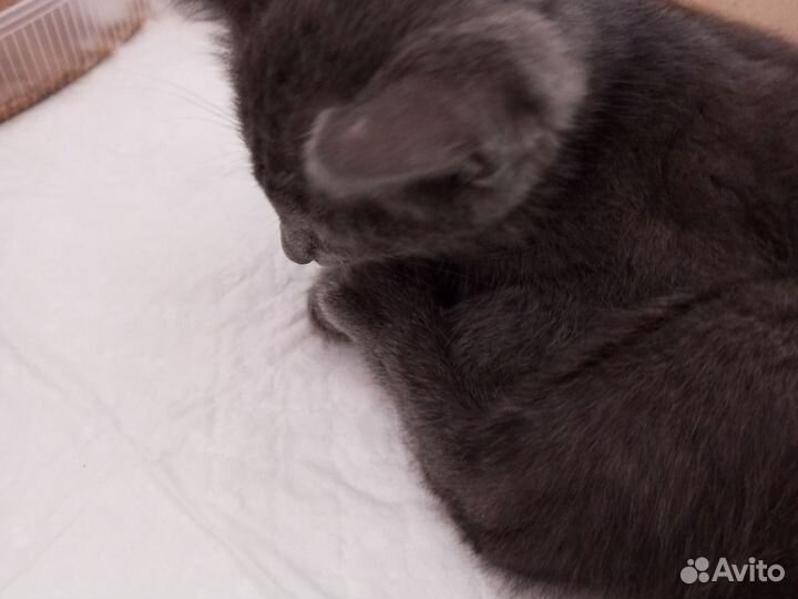 Кот в добрые руки