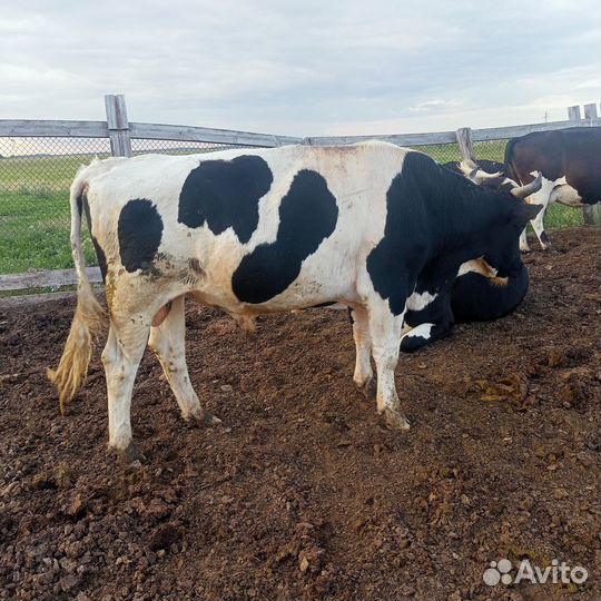 Крупно рогатый скот