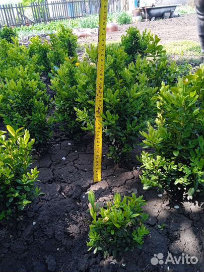 Саженцы самшита