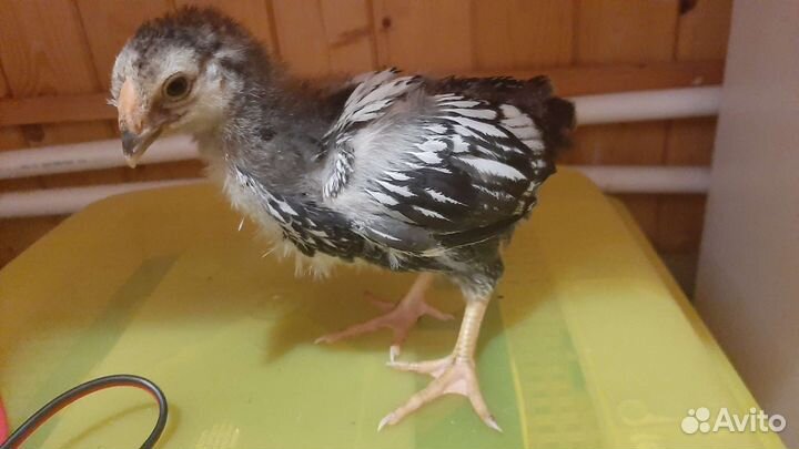 Виандот серебро. Яйцо инкубационное