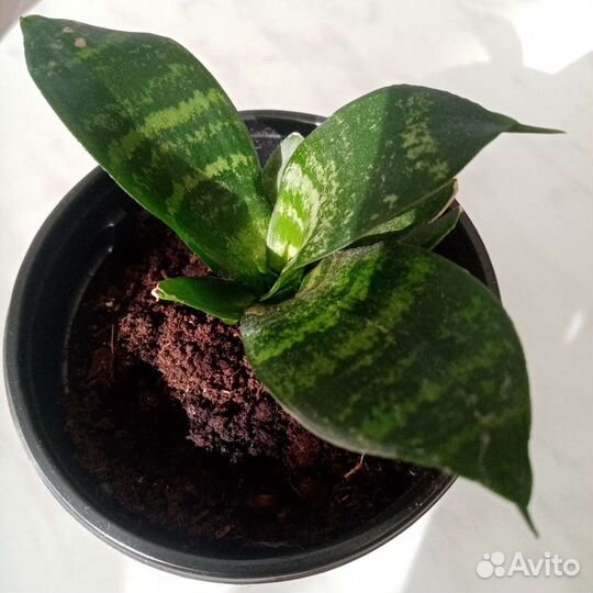 Сансевиерия ханни