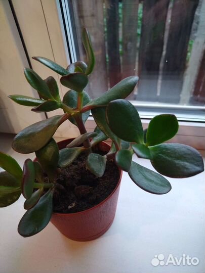 Крассула толстянка